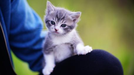 Curious Gray Tabby Kitten Perched on a Cozy Lap wallpaper