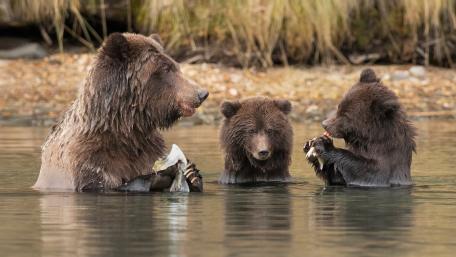 Grizzly Bear Family Fishing Together in Calm River Waters wallpaper