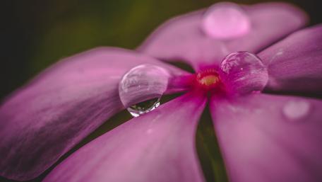 Dewy Pink Petals in Macro Serenity wallpaper