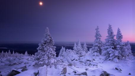 Moonlit Frost Over Silent Pine Slopes in Winter Evening wallpaper