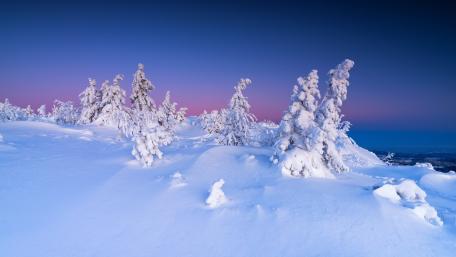 Twilight Frost Over Snow Covered Pines in a Winter Wonderland wallpaper