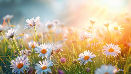 Sunlit Spring Daisies Across a Dreamy Meadow in 4K wallpaper