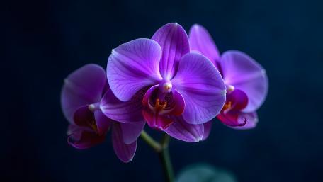 Radiant Purple Orchid Bloom in Deep Midnight Serenity wallpaper