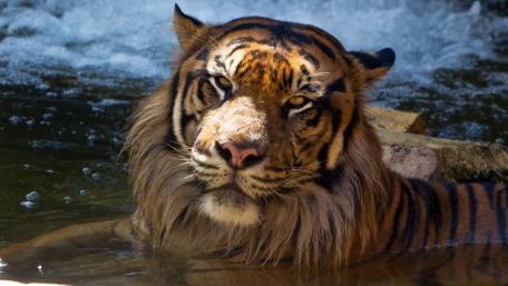Regal Tiger Resting in Cool Water, Stripes and Stare in Focus wallpaper