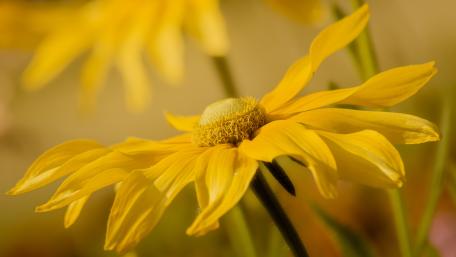 Golden Rudbeckia Close Up Glow in Soft Summer Light wallpaper