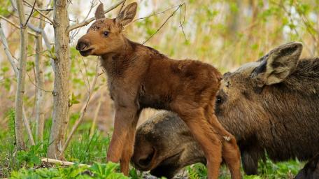Tender Moose Calf Exploring Spring Forest With Watchful Mother Nearby wallpaper
