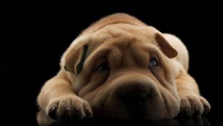 Wrinkled Shar Pei Puppy Resting on Deep Black Background wallpaper
