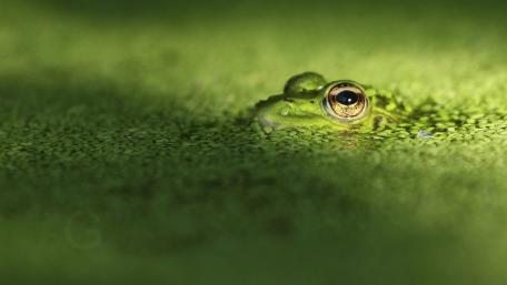 Hidden Frog Eye Rising Through Emerald Duckweed wallpaper