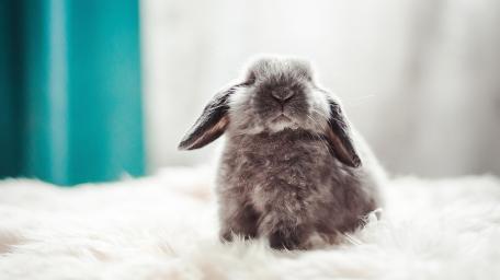 Serene Fluffy Lop Rabbit Resting on Soft White Blanket wallpaper