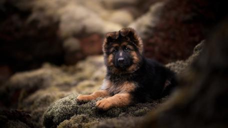 Cozy German Shepherd Puppy Resting on Soft Mossy Rocks wallpaper