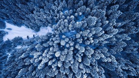 Aerial Winter Silence Above Frosted Pine and Fir Canopy wallpaper