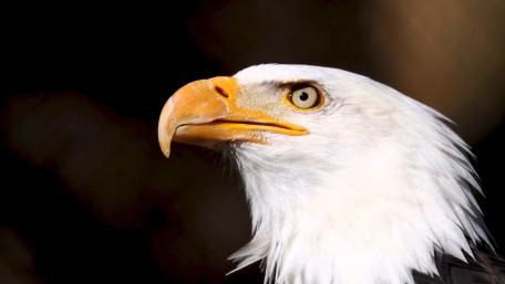 Majestic Bald Eagle Portrait in Stunning 4K Detail wallpaper
