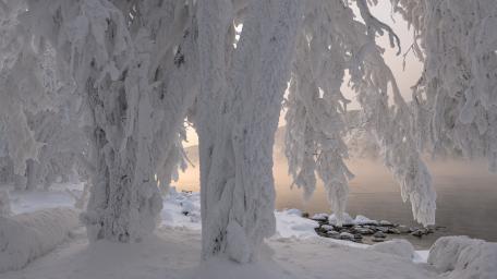 Frozen Forest Curtains Over a Quiet Winter Shore wallpaper
