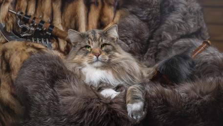 Majestic Norwegian Forest Cat Resting on Soft Fur Tones wallpaper