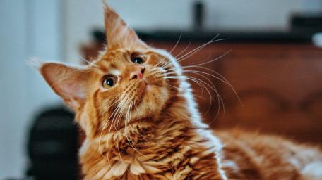 Curious Ginger Maine Coon Portrait in Warm Indoor Light wallpaper