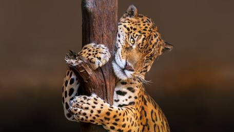 Majestic Jaguar Clinging to Tree in Golden Wild Focus wallpaper