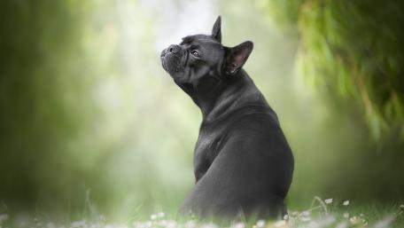 Elegant Black French Bulldog Gazing Up in Soft Green Bokeh wallpaper