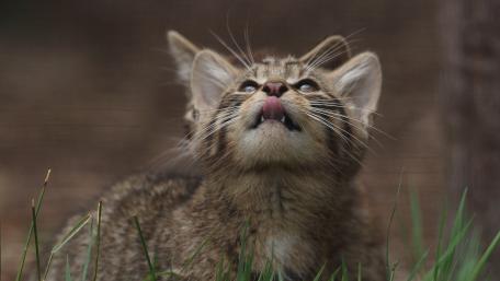 Curious Wildcat Kitten Gazing Up in Soft Forest Light wallpaper