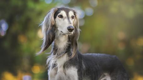 Graceful Saluki Portrait in Soft Woodland Light wallpaper