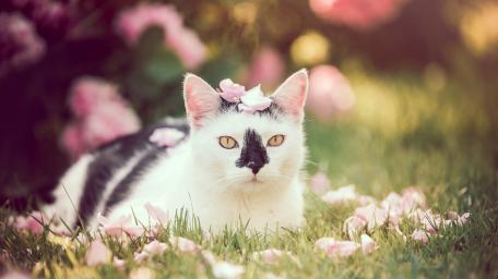 Petal Crowned Domestic Cat Resting in Sunlit Garden wallpaper