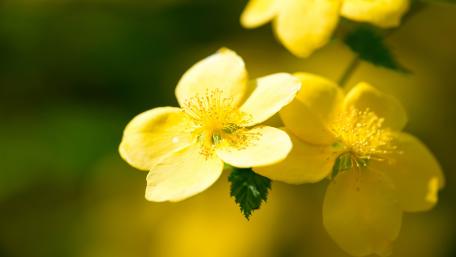 Sunlit Yellow Wildflowers in Soft Green Bokeh 5K Wallpaper wallpaper