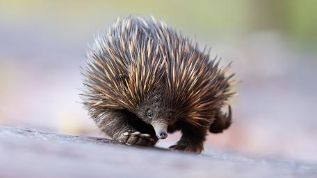 Spiny Echidna Close Up in Soft Natural Light 4K Wallpaper wallpaper