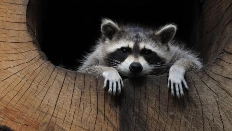 Sleepy Raccoon Peeking from a Hollow Log Wallpaper wallpaper