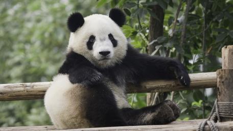 Relaxed Giant Panda Lounging on Wooden Rail in Lush Greenery wallpaper