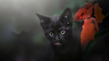 Curious Black Kitten in Soft Focus Autumn Glow wallpaper