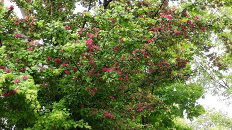 Lush Green Bush Covered in Vibrant Pink Blossoms wallpaper