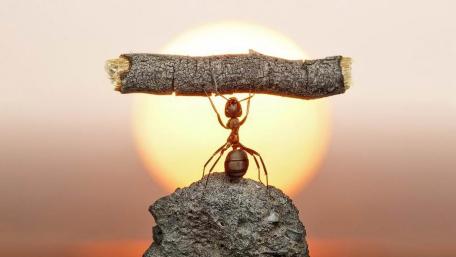 Tiny Titan Ant Lifts a Log Like a Weightlifter at Sunset wallpaper