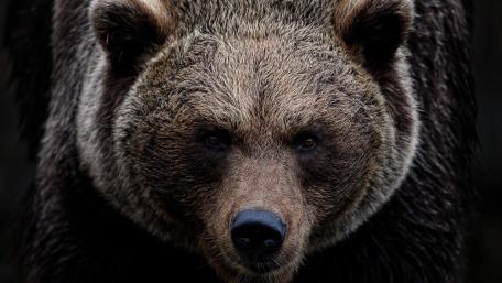 Intense Grizzly Bear Portrait in Ultra Detailed 4K wallpaper