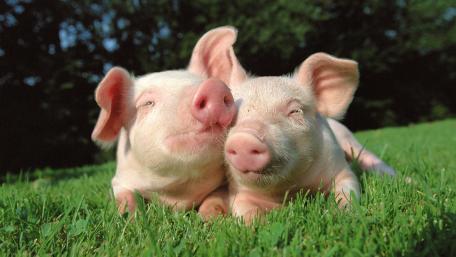 Snuggle Time for Two Cute Piglets on Sunlit Grass wallpaper