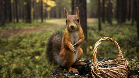 Curious Forest Squirrel Beside a Wicker Basket in Soft Light wallpaper