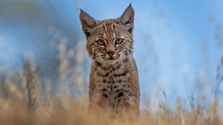 Curious Lynx Cub Portrait in Soft Meadow Light wallpaper