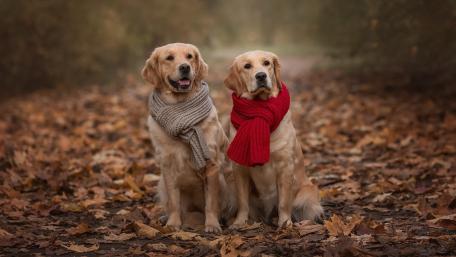 Cozy Golden Retrievers in Autumn Leaves with Warm Knit Scarves wallpaper