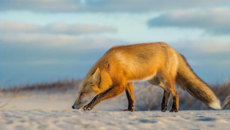 Golden Red Fox Prowling Across Winter Snowfields wallpaper