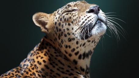 Serene Leopard Close Up in Soft Natural Light wallpaper
