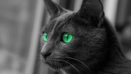 Emerald Gaze of a Sleek Domestic Short Haired Cat wallpaper