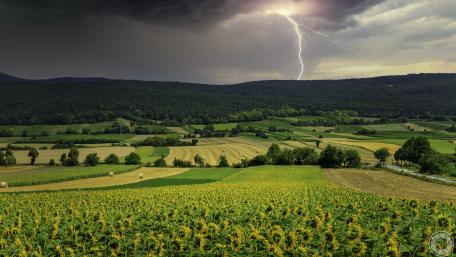 Daytime Lightning Strike Over Sunflower Fields and Rolling Farmland Landscape wallpaper