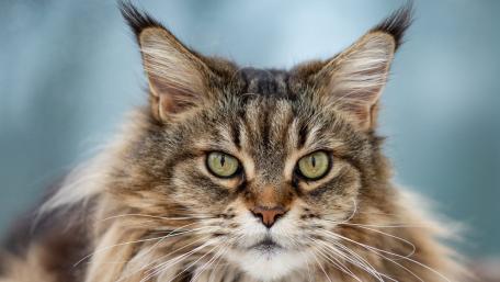 Majestic Maine Coon Portrait With Piercing Golden Eyes wallpaper