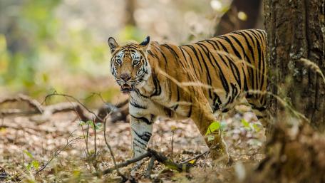 Majestic Bengal Tiger Roaming Sunlit Forest Wilderness wallpaper