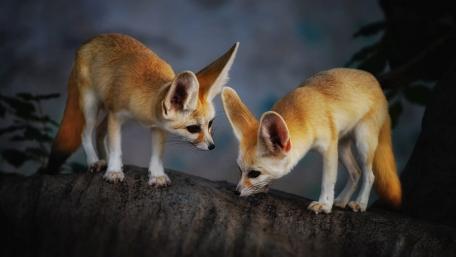 Curious Fennec Fox Pair Exploring in Soft Evening Light wallpaper