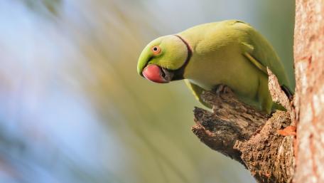 Vibrant Green Parrot Perched on Weathered Tree Branch wallpaper