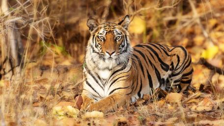 Regal Tiger Resting in Golden Forest Light wallpaper