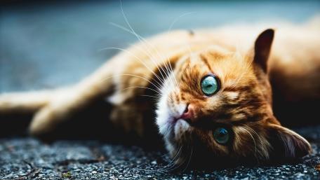 Emerald Gaze Ginger Cat Close Up in Soft Light wallpaper