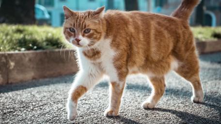 Sunlit Ginger Cat Stroll in Urban Garden Pathway wallpaper