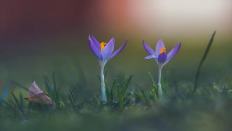 Vibrant Crocus Flowers in Springtime Serenity wallpaper