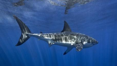 Majestic Great White Shark Gliding Through Sunlit Blue Depths wallpaper