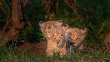 Curious Lion Cubs Exploring the Grass at Dusk wallpaper